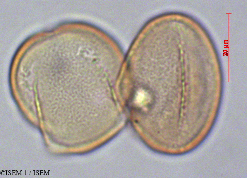 ISEM 1/Lamourouxia_virgata_29136/Lamourouxia_virgata_29136_0001(copy).jpg